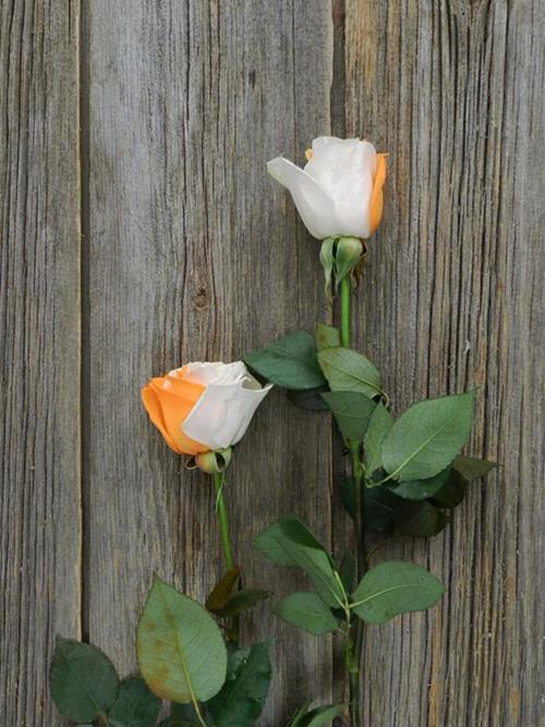 ORANGE & WHITE  TINTED ROSE